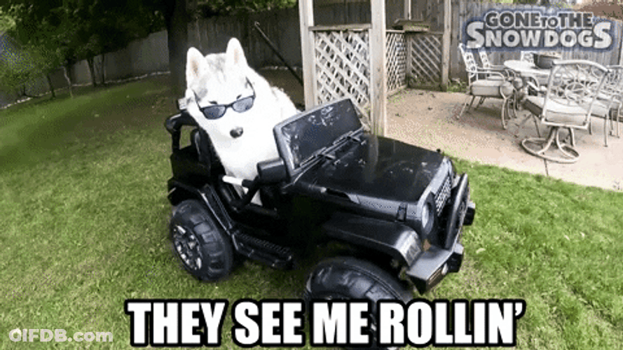 Husky GIF