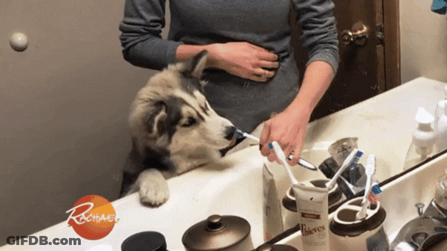 Husky GIF