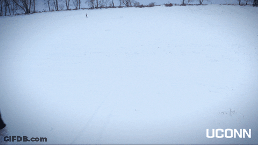 Husky GIF