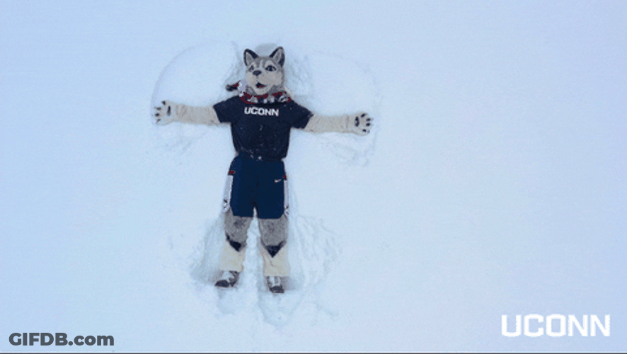 Husky GIF
