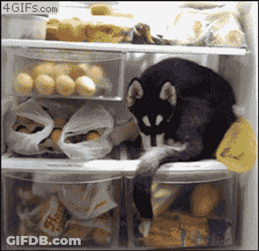 Husky GIF