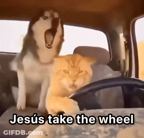 Husky And Cat In Car With Jesus Take The Wheel GIF