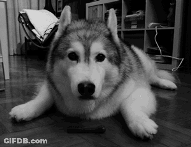 Husky Awaits Playtime With Anticipation GIF