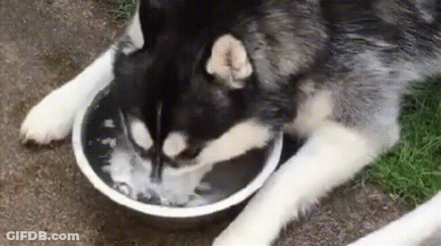 Husky Bubbles In Bowl GIF
