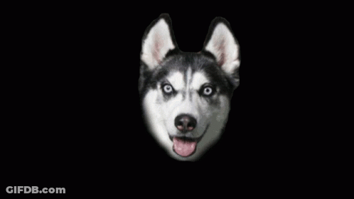 Husky Close Up With Tongue Out GIF