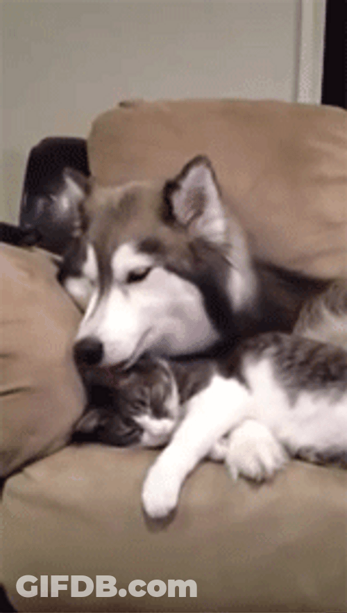 Husky Cuddling Gently With Cat GIF