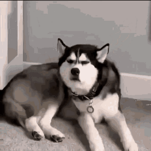 Husky Dog Angry Pout GIF