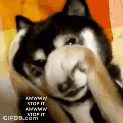 Husky Dog Covering Face With Paws GIF