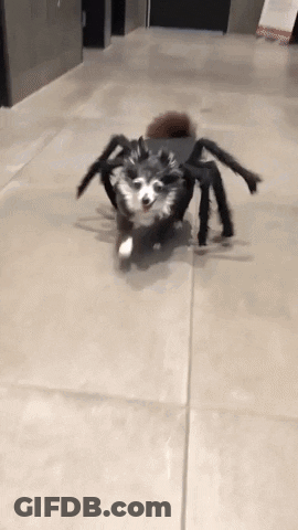 Husky Dog Dressed As Spider Running Down Tiled Floor GIF