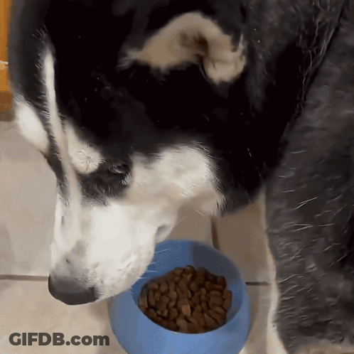 Husky Dog Eating From Blue Bowl GIF