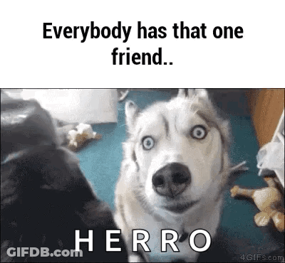 Husky Dog Everybody Has That One Friend GIF