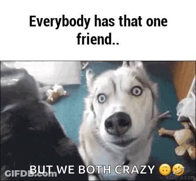 Husky Dog Everybody Has That One Friend But We Both Crazy GIF