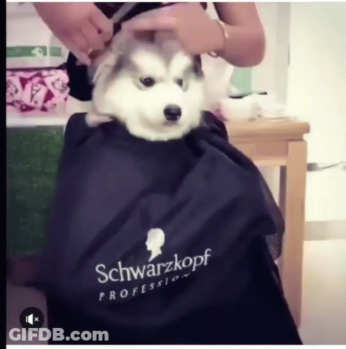 Husky Dog Groomed By Person In Schwarzkopf Cape GIF