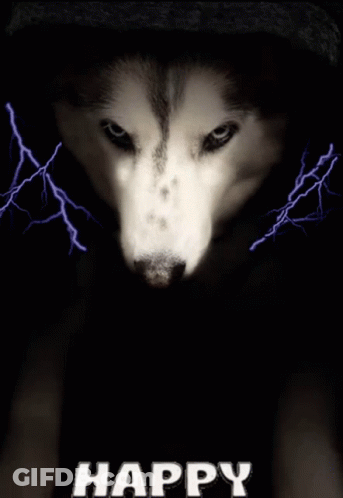 Husky Dog Happy Star Wars Day GIF