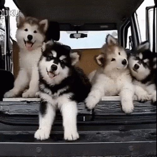 Husky Dog Head Tilt GIF