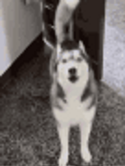 Husky Dog Heart Explosion GIF