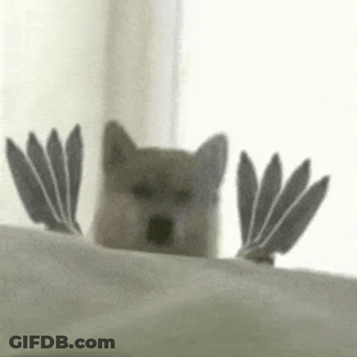 Husky Dog Holding Lots Of Knife GIF