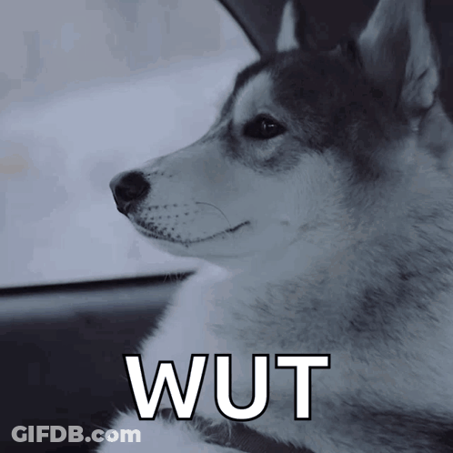 Husky Dog In Car Saying Wut GIF
