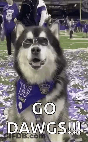 Husky Dog In Sunglasses, Blue Bandana, Football Field GIF