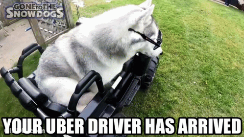 Husky Dog In Toy Car Uber Driver GIF