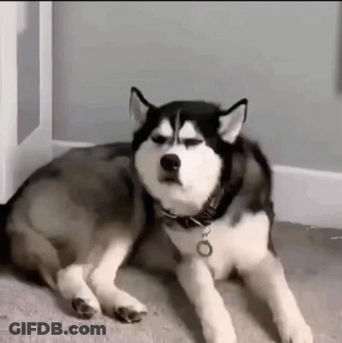 Husky Dog Laying Down GIF