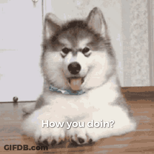 Husky Dog Laying Down Asking How You Doin GIF