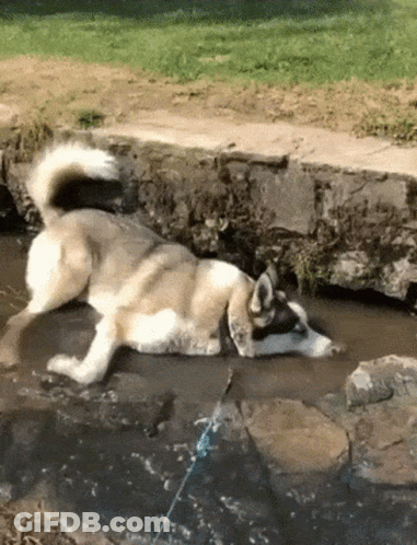 Husky Dog Laying On Back In Stream GIF