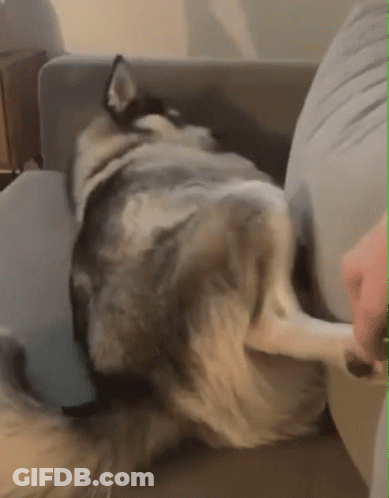 Husky Dog Laying On Back On Couch GIF