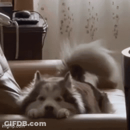 Husky Dog Laying On Couch Looking At Camera GIF