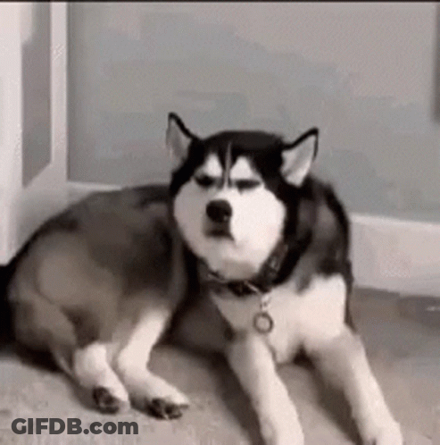 Husky Dog Laying On Floor In Room GIF
