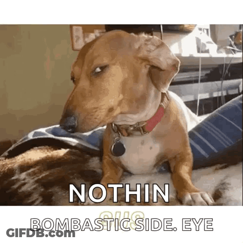 Husky Dog Laying On Its Back On Couch GIF