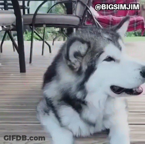 Husky Dog Laying On Wooden Deck GIF