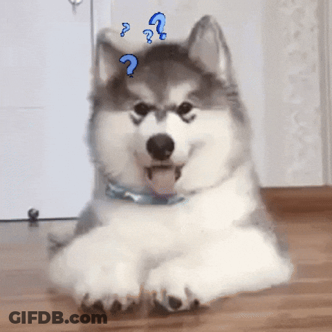Husky Dog Laying With Blue Question Mark GIF