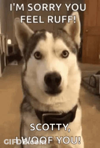 Husky Dog Looking At Camera Saying I'm Sorry You Feel Ruff GIF