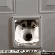 Husky Dog Looking Out Cat Door GIF