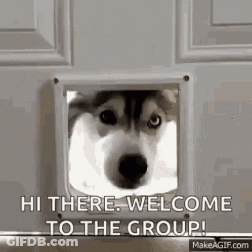 Husky Dog Looking Through Cat Door Saying Hi There GIF