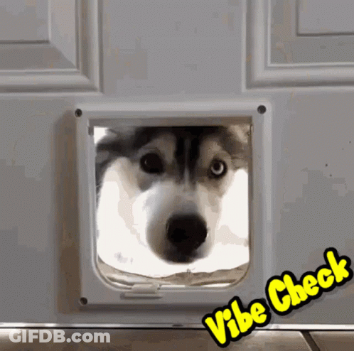 Husky Dog Looking Through Cat Door Vibe Check GIF