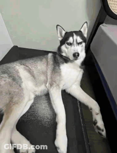 Husky Dog Lying On Black Blanket GIF