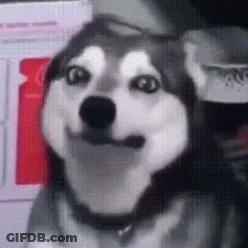 Husky Dog Making Funny Face GIF