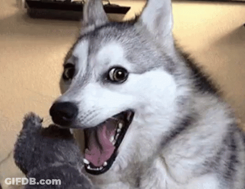 Husky Dog Making Funny Face With Stuffed Animal GIF