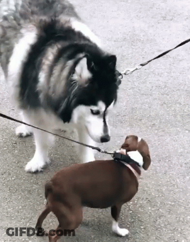 Husky Dog On Leash Next To Small Brown Dog GIF