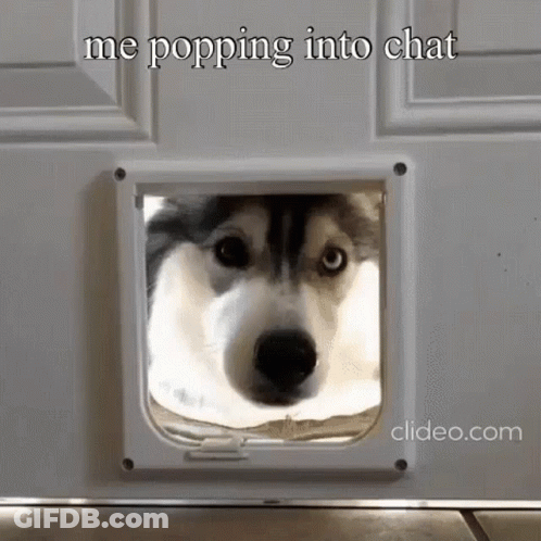 Husky Dog Peeking Through Cat Door GIF
