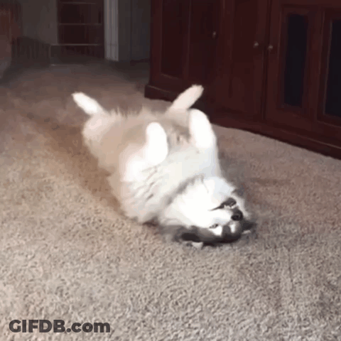 Husky Dog Rolling On Back On Carpet GIF