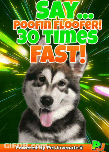 Husky Dog Say Poofin Floorer 30 Times Fast GIF