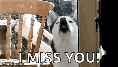 Husky Dog Saying I Miss You GIF