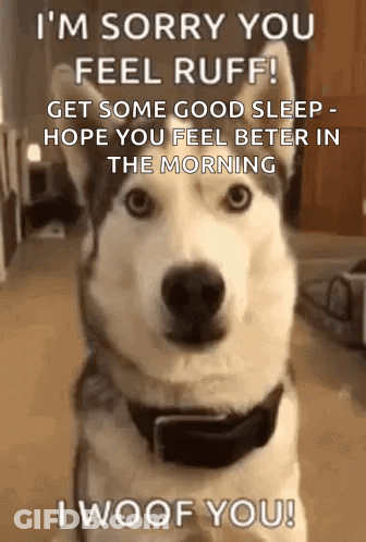 Husky Dog Saying Sorry GIF
