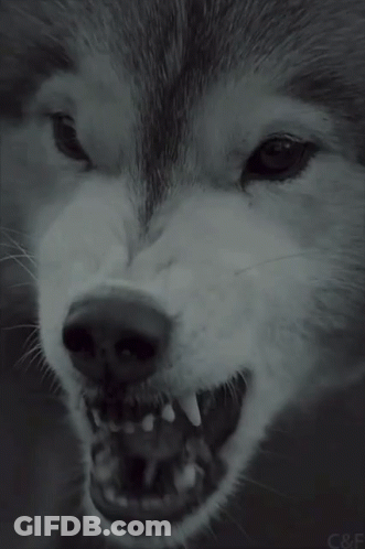 Husky Dog Showing Teeth GIF