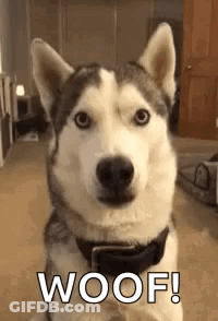 Husky Dog Sitting With Woof GIF