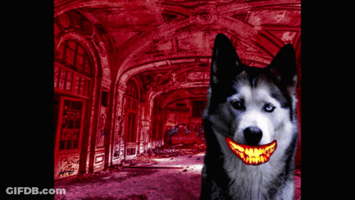 Husky Dog Smiling In Red Hallway GIF