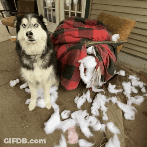 Husky Dog Standing Next To Pile Of Stuffing GIF